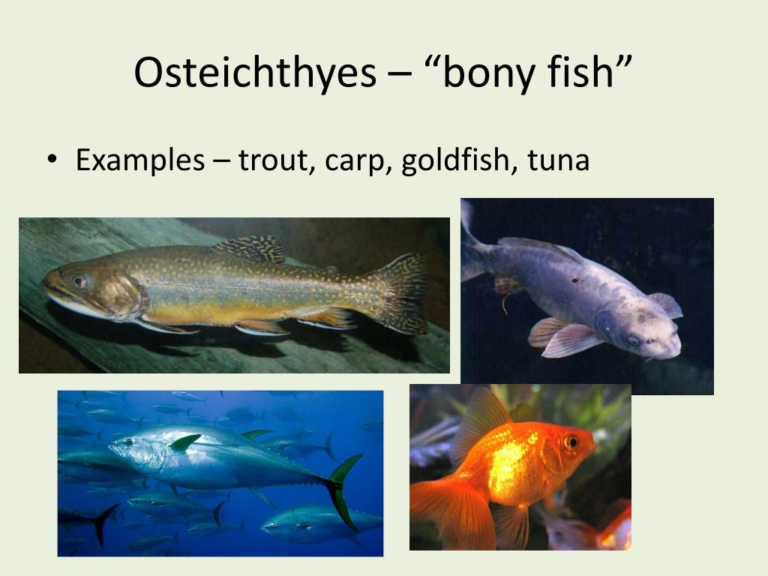 Ichthyology: