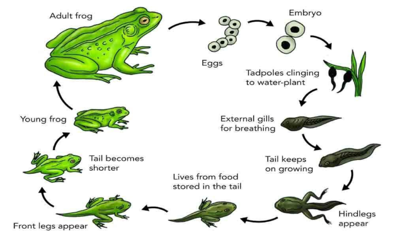 Life cycle of frog: