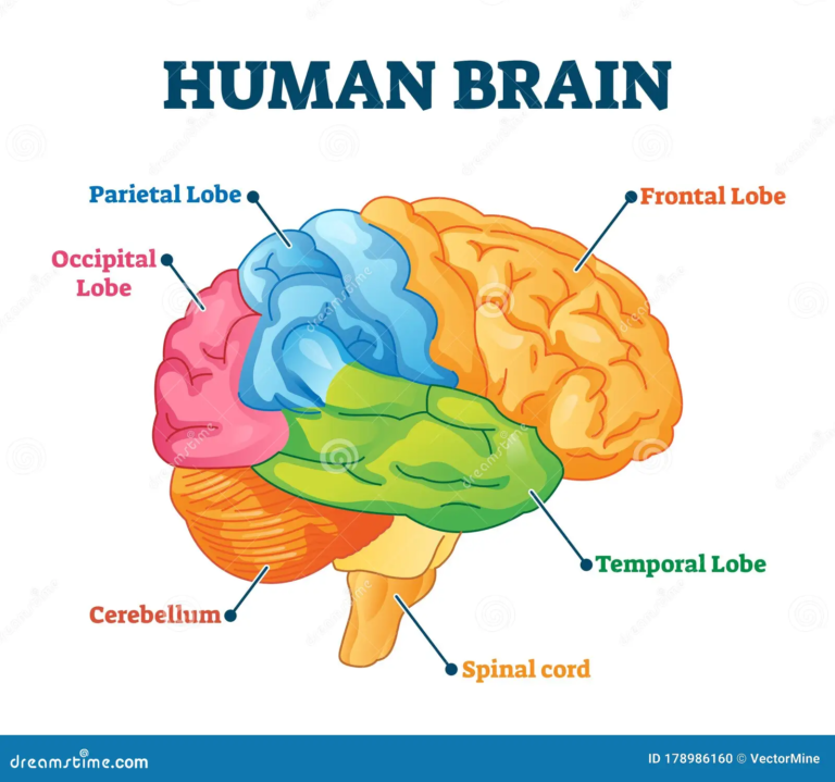 Human Brain: